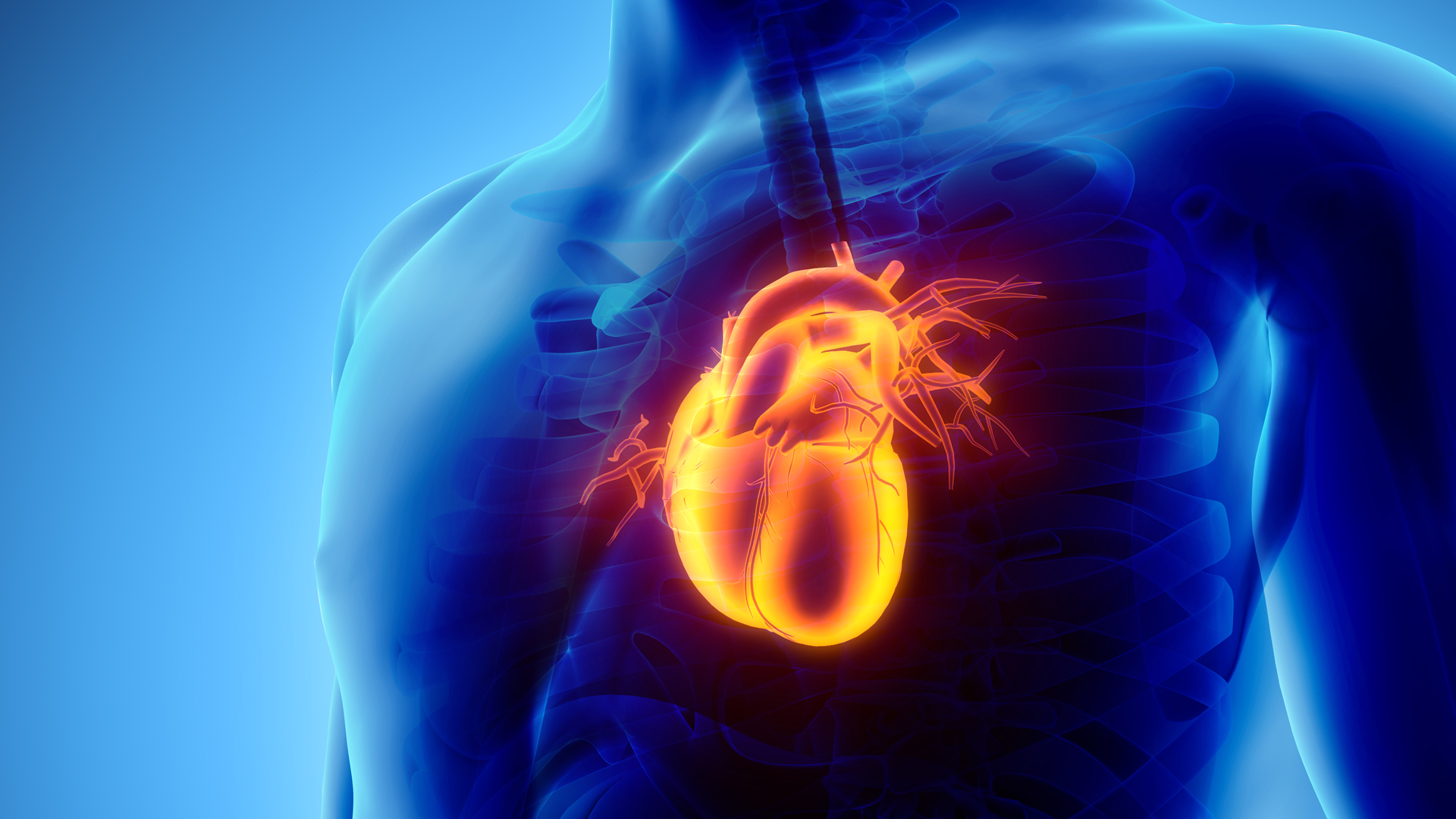 Tout savoir sur l'échographie cardiaque 